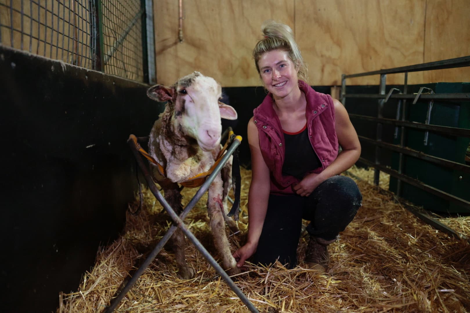 A woman is standing next to an injured, shorn sheep