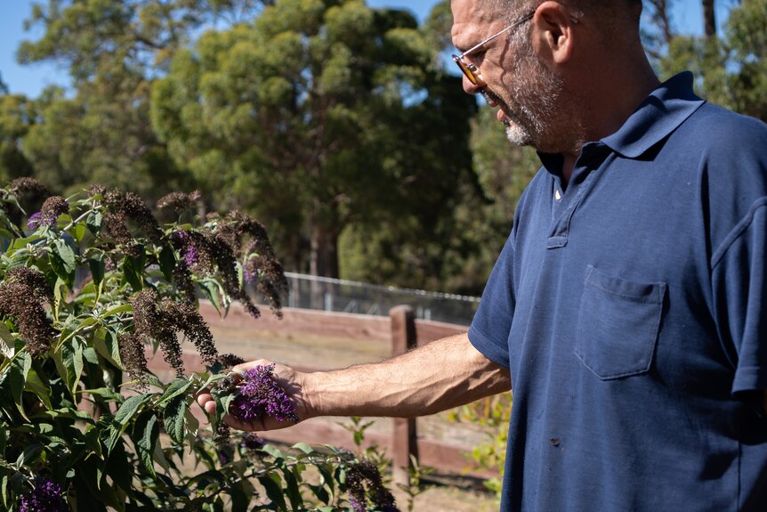 A man stands in a garden, touching a plant.