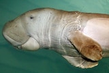 A baby dugong floats on its side