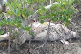 A dead dugong in mangroves on the Queensland's Fraser Coast