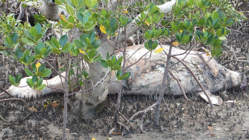 A dead dugong in mangroves on the Queensland's Fraser Coast