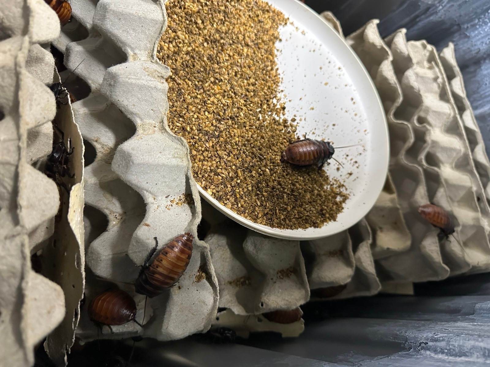 Large cockroach on a bed of grain surrounded by egg cartons.