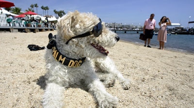 The president of the Palm Dog Awards jury, Mutley, poses during the awards ceremony.