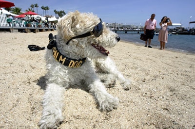 President of the Palm Dog Awards jury, Mutley, poses during the awards ceremony.