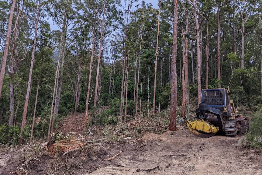 Timber harvesting machine in a forest