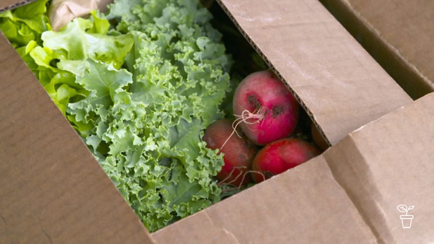 Cardboard box filled with lettuce and radishes