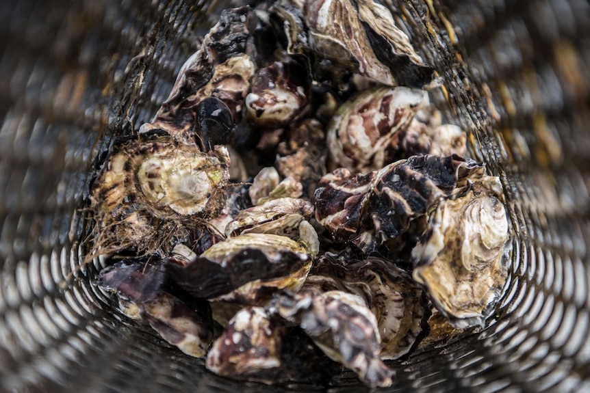 Oysters in a basket