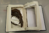 Lizards in a hollowed out book for smuggling