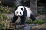 Giant panda Wang Wang explores his enclosure at Adelaide Zoo