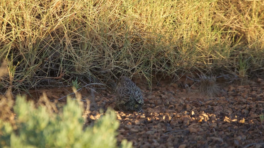 A fledgling night parrot on the ground
