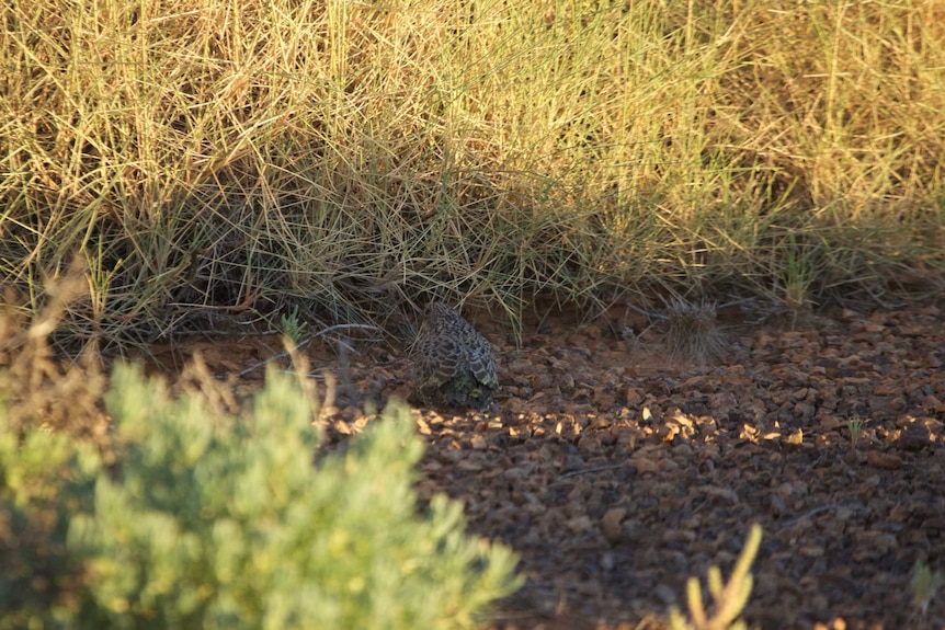 A fledgling night parrot on the ground