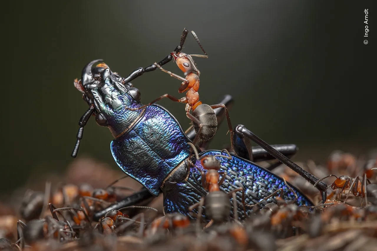 Red wood ants dismembering a blue ground beetle