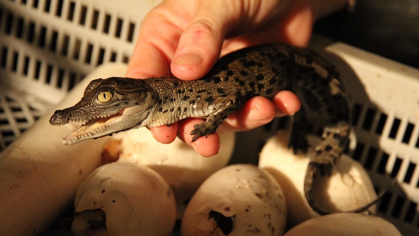 crocodile hatchling in somebody's hands above crocodile eggs