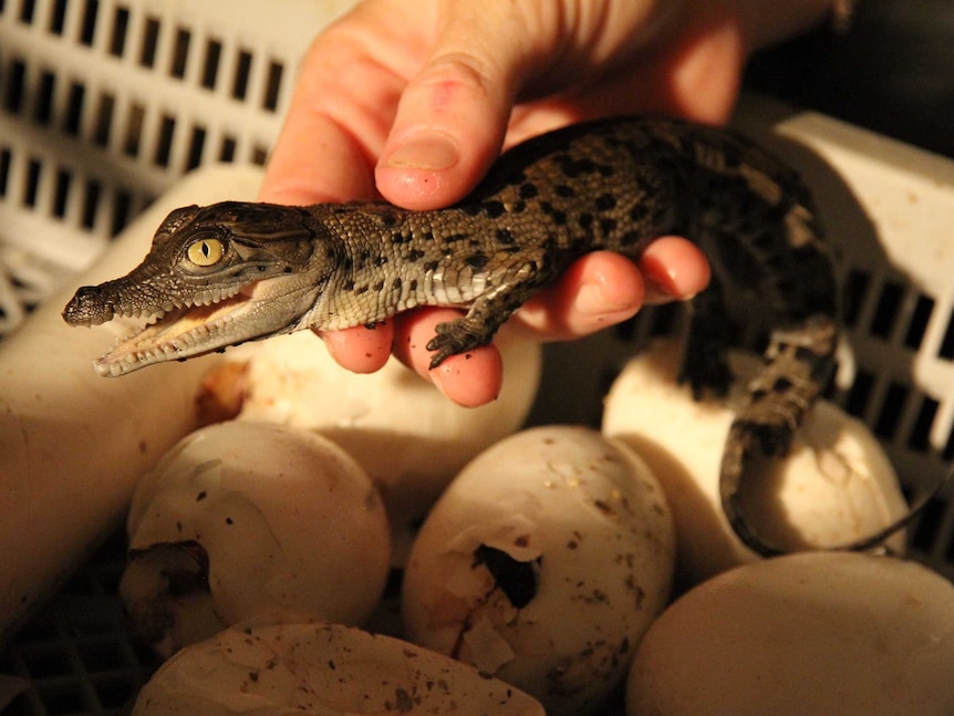 crocodile hatchling in somebody's hands above crocodile eggs