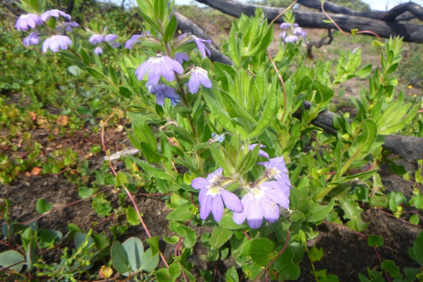 scaevola macrophylla flower