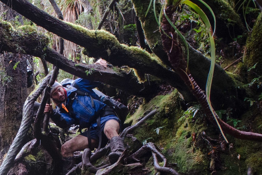 Mickolas Wright descending the tangled jungle of Moss Ridge.