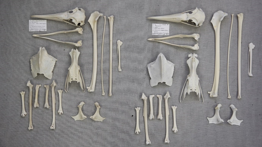 a pair of partial albatross skeletons