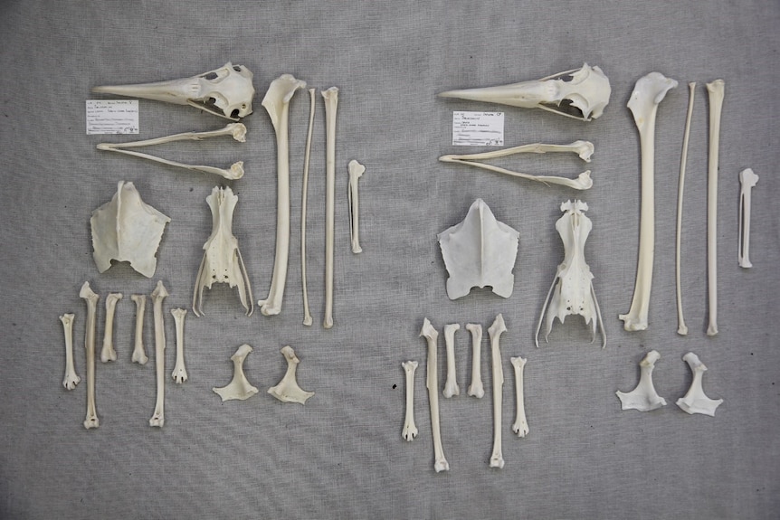 a pair of partial albatross skeletons