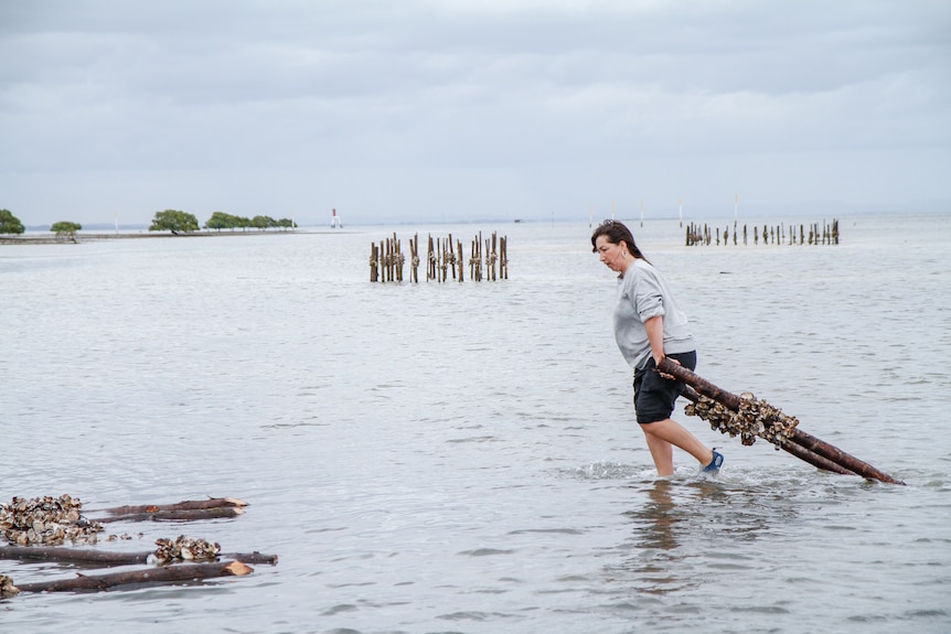 A brunette drags two wooden stakes, onto which oyster shells are attached, behind her through shallow water