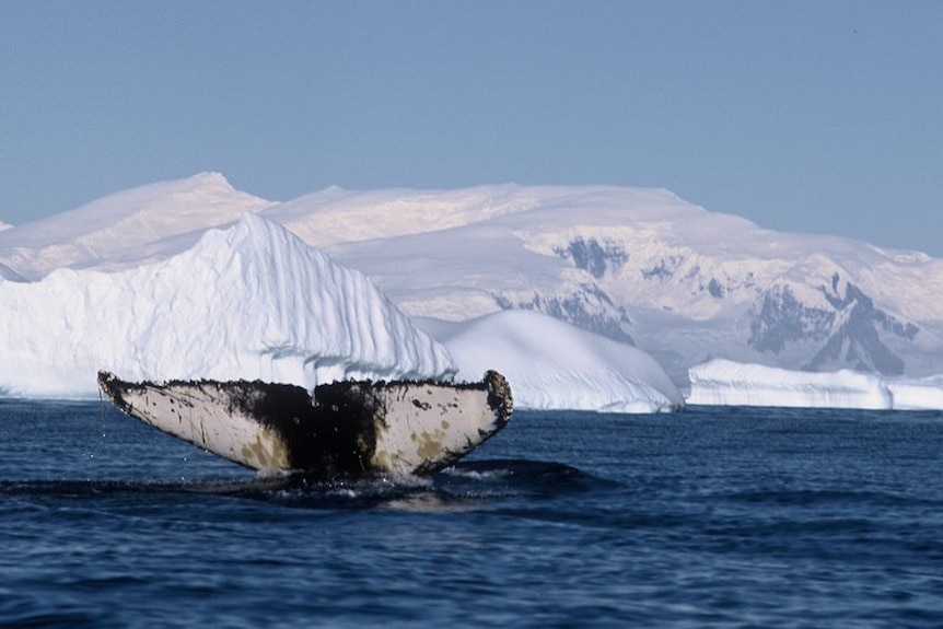 A whale's tail.