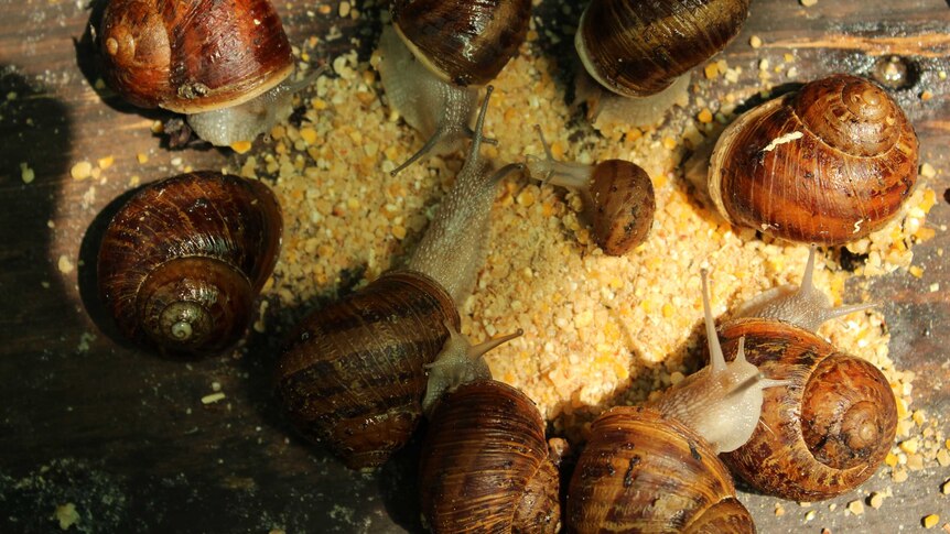 A group of hungry snails gather around vitamin mash at feeding time