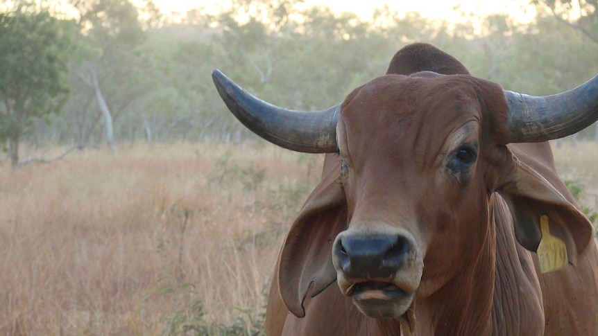 Portrait of bull on Charnley River Station
