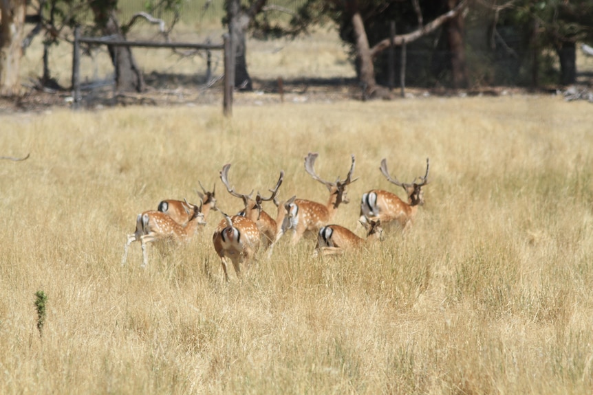 6 deer running away from the camera in a field. 