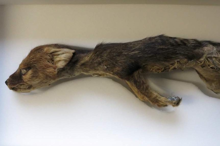 Stretched out joey body taxidermized