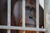 Close up of Jono in his new temporary cage at the Orangutan Foundation International
