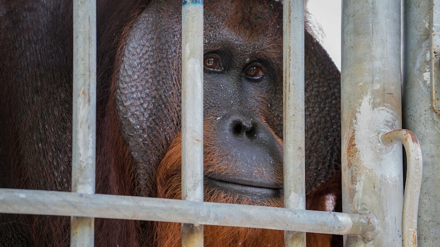 Close up of Jono in his new temporary cage at the Orangutan Foundation International