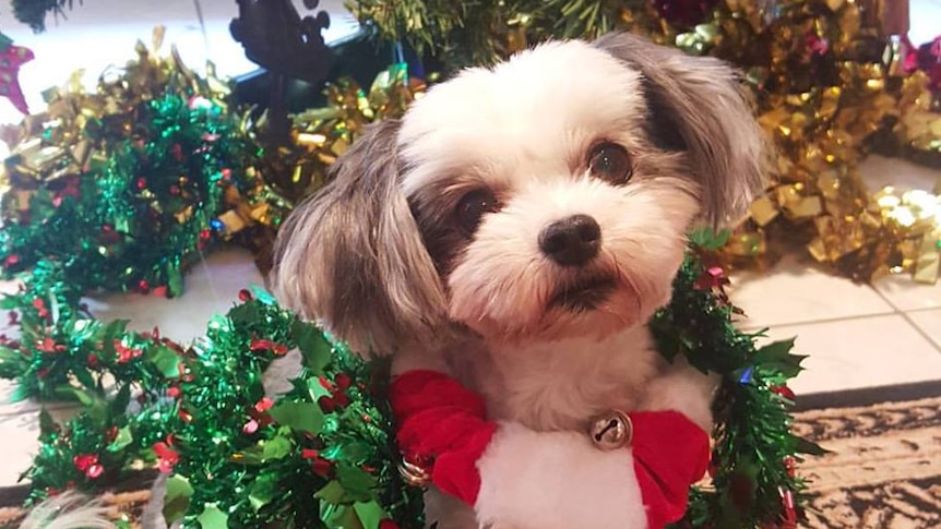 A small well-groomed dog draped in tinsel and wearing a festive Christmas collar.