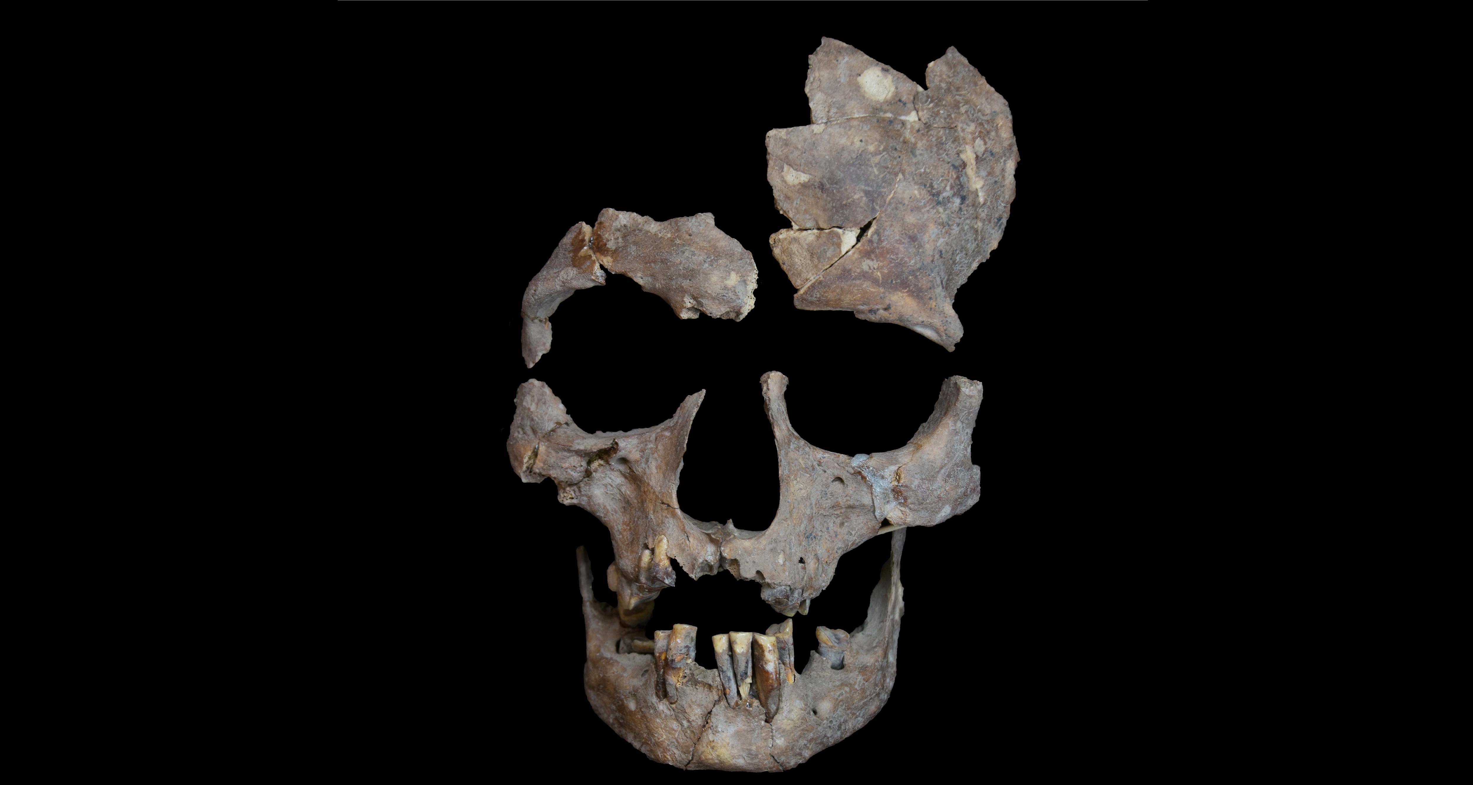 Betel nut traces in 25,000-year-old teeth point to early human drug use