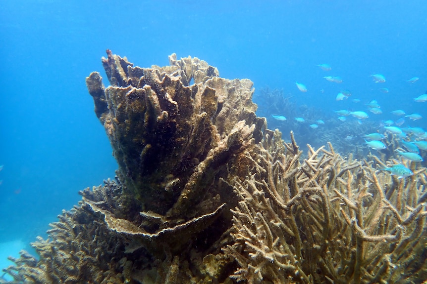 Bleached Coral Bay Bills Bay