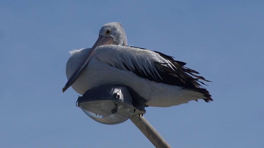 A pelican sits on a street lamp