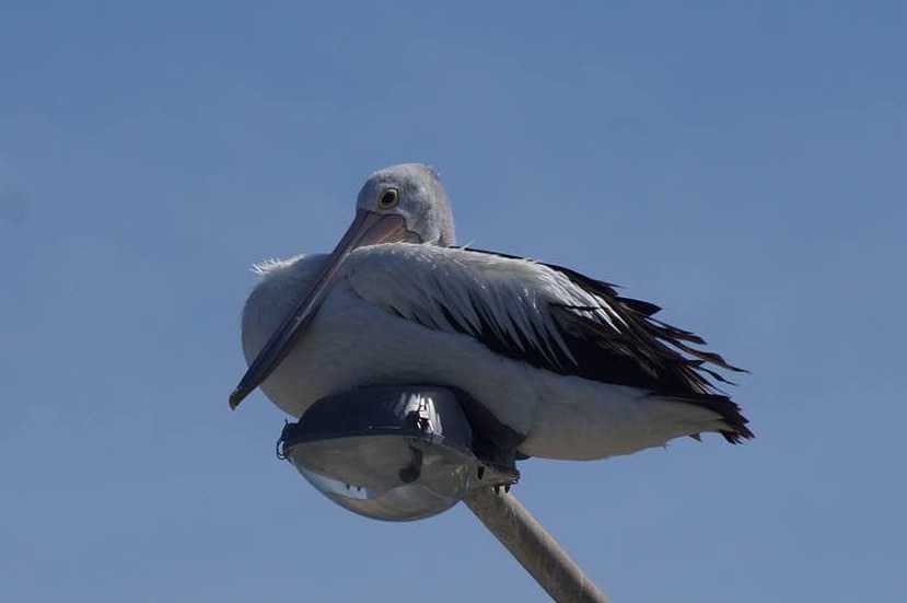 A pelican sits on a street lamp