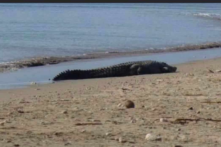 A crocodile, between two and three metres, laying on the sand of a beach.