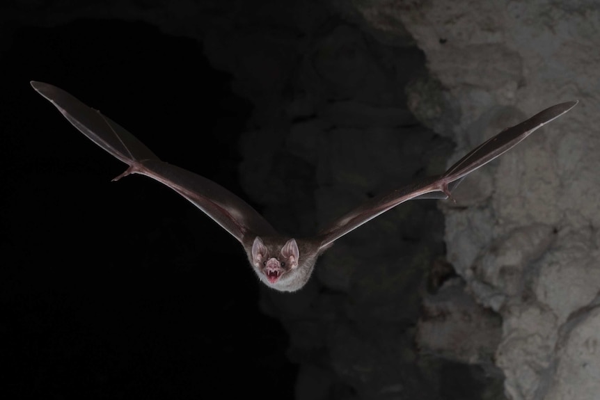 Vampire bat.