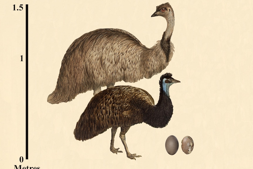 An illustration of a mainland Australian emu pictured next to a smaller King Island emu.