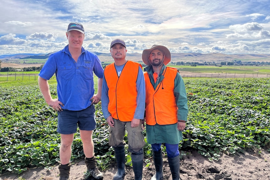 three men standing in strawberry runner paddock