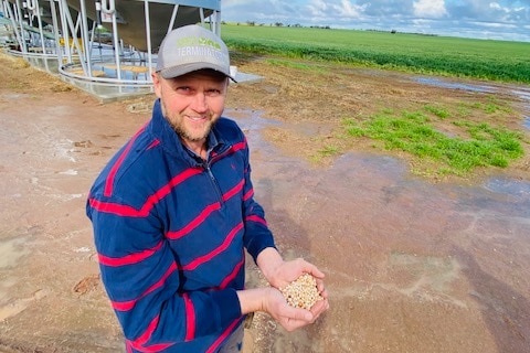 A man smiles, he wears a hat and blue and red striped jumper. He holds a hand full of yellow grain. There is wet grass behind