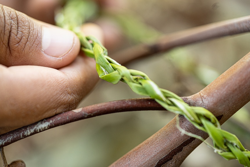 A rush leaf plaited to form rope