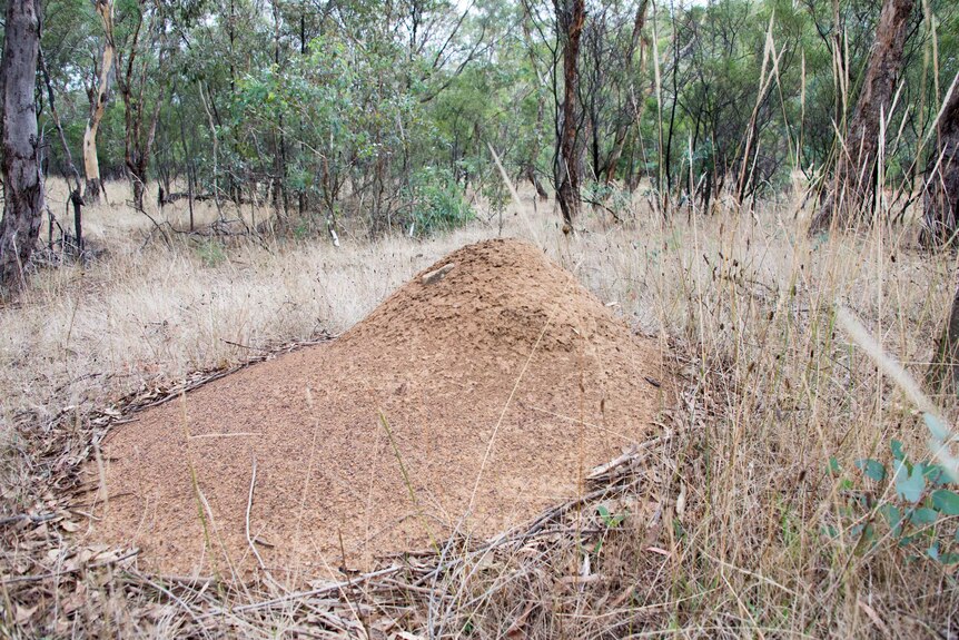 A termite mound on Mount Majura