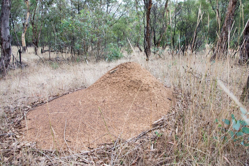 A termite mound on Mount Majura