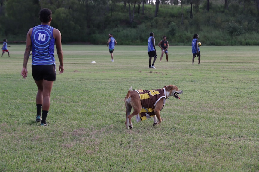 Dog wearing football jersey runs across field