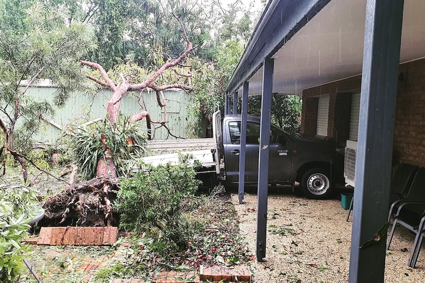 tree over car.