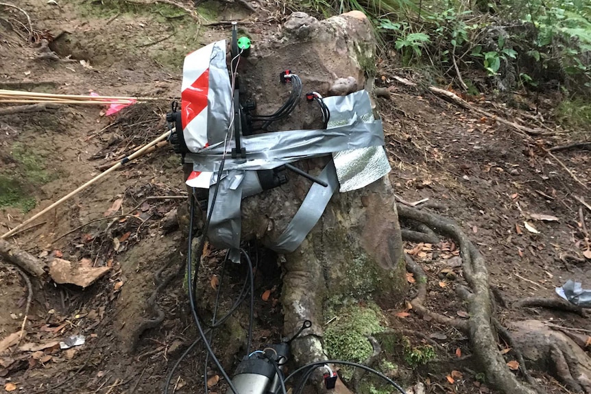 A stump with a sensor attached