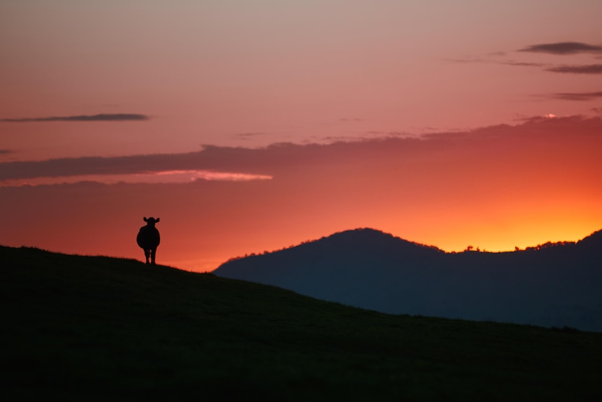 A lone cow stands in silhouette against a pink sunset.