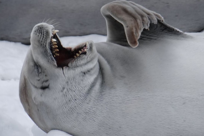 A seal rolls around on the ice.