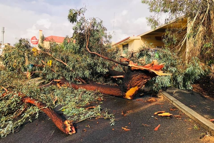 Large tree branches strewn across the road in front of buildings