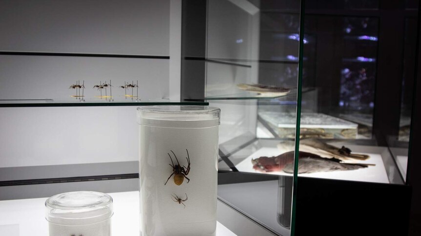 Peacock Spiders in Biomess display cases